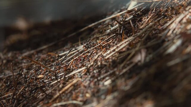 Thatching ants crawling over a large anthill mound in the forest