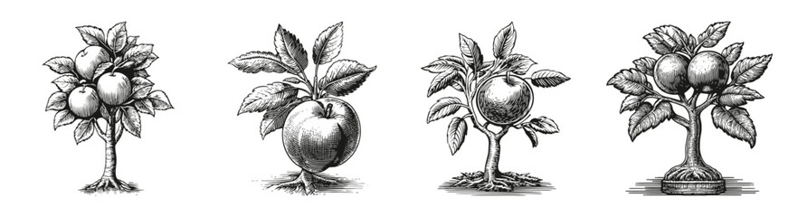 Fototapeta premium Vintage Woodcut Vector Illustrations of Fruit Trees and Oaktrees, vector illustration, engraving design, logo design set, black and white line, template design element