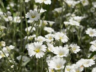 Obraz premium Cerastium biebersteinii is a species of flowering plant of the genus Cerastium of the family Caryophyllaceae.