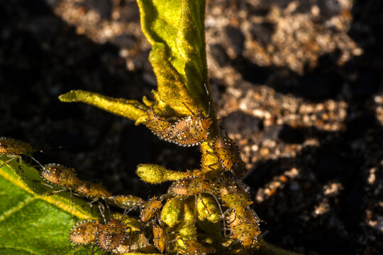A macro shot of a group of orange and black Brown Marmorated Stink Bug nymphs (Halyomorpha halys) clustered together on a bright green leaf, showcasing their distinct markings and striped antennae.