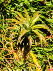 Obraz premium Close-up of a small ornamental pineapple, known as Ananas nanus, growing in a garden in Marilia, Sao Paulo, Brazil. 