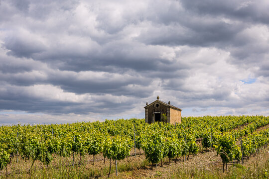Vignoble sur le commune de Faug&egrave;res dans l'H&eacute;rault en France