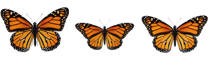 Fototapeta premium Set of Monarch Butterflies Beautiful Orange Wings Open PNG Collection 