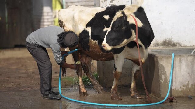 Patna, India - 06 November 2023: View of a man washing a black and white cow with a blue water hose in an outdoor rural setting.