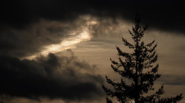 Dramatic stormy clouds moving above pine tree in the morning light