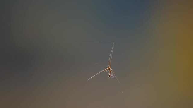Crane fly caught in a spider web thread with a soft bokeh background