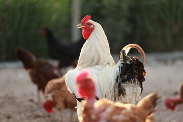 Rooster © Paulo
