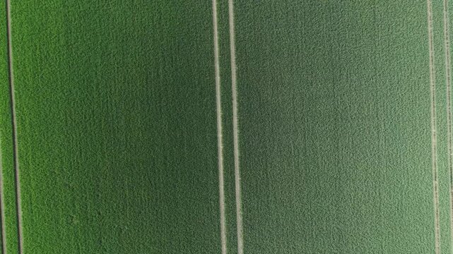 Aerial View of Green Cereal Field with Diagonal Tramline Pattern