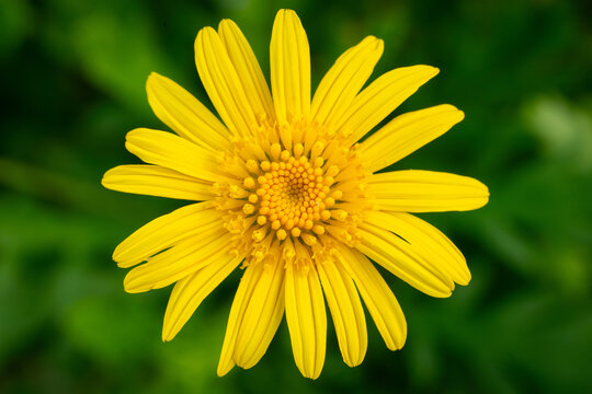 Macro Photo of a Single Yellow Euryops Flower on a green background
