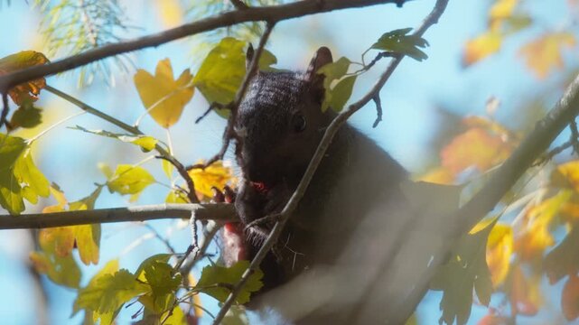 Black squirrel eating a nut on a tree branch between yellow leaves