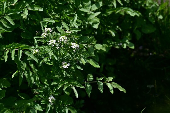 Watercress flowers. Brassicaceae water plant. Aquatic plant with white flowers that bloom in early summer. Edible and medicinal.