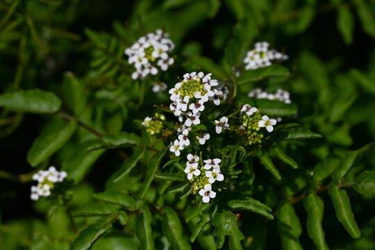 Watercress flowers. Brassicaceae water plant. Aquatic plant with white flowers that bloom in early summer. Edible and medicinal.