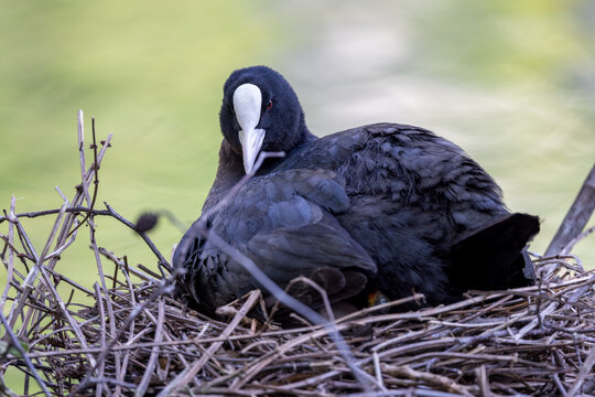 View of a Eurasian coot sitting on its nest made of dry twigs with a soft green background in Mulhouse, Grand Est, France.