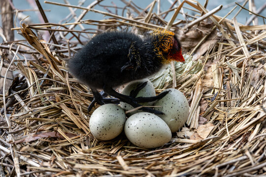 View of a young Eurasian coot chick with black downy feathers and a red head standing over speckled eggs in a straw nest in Mulhouse, Grand Est, France.