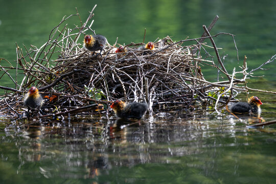 View of Eurasian coot chicks with red heads and black feathers in a nest of dry twigs on a lake Mulhouse, Grand Est, France.