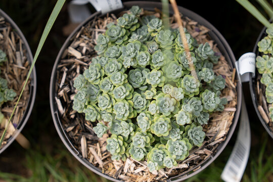 Closeup stonecrop succulent rosettes forming dense textured ornamental garden plant composition