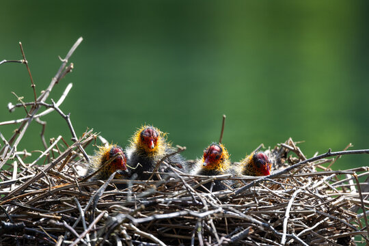 View of Eurasian coot chicks with vibrant red and orange heads resting in a twig nest against a blurred green background in Mulhouse, Grand Est, France.