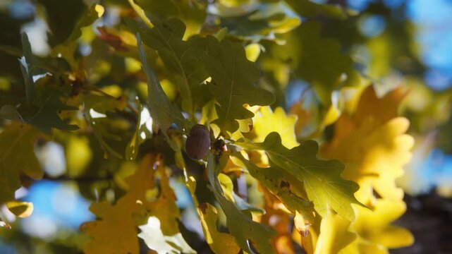 Close up of a single brown acorn hanging among vibrant oak leaves