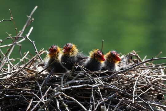 View of four Eurasian coot chicks with distinctive red and orange heads sitting in a nest made of dry twigs against a blurred green background in Mulhouse, Grand Est, France.