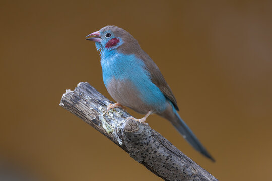 View of a Red-cheeked Cordon-bleu bird perched on a wooden branch against a blurred brown background in Mulhouse, Grand Est, France.