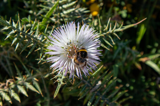 Vespa sul fiore, Rocca delle Caminate, provincia di Forl&igrave;