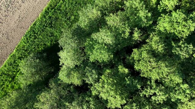 Aerial Top Down View of Green Forest Canopy Meeting Plowed Field Edge Spinning 