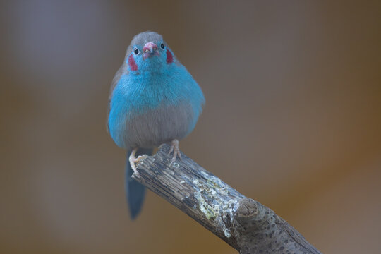 View of a red-cheeked cordon-bleu bird with vibrant blue plumage and red cheek patches perched on a wooden branch in Mulhouse, Grand Est, France.