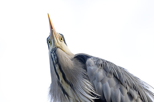 View of a grey heron looking upwards with its long beak pointed towards the sky against a bright white background in Mulhouse, Grand Est, France.