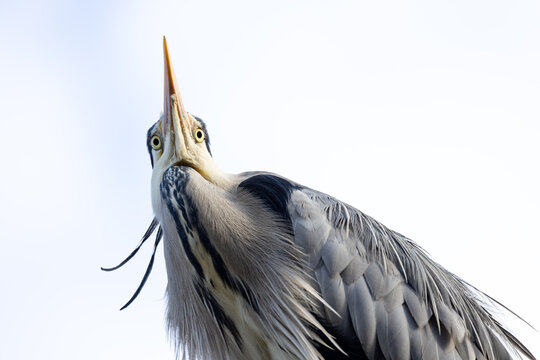 View of a grey heron looking upwards with its long beak against a bright sky in Mulhouse, Grand Est, France.