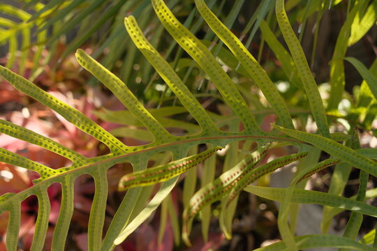 Monarch fern close up, fern with raised bumps. (Microsorum grossum) with sori