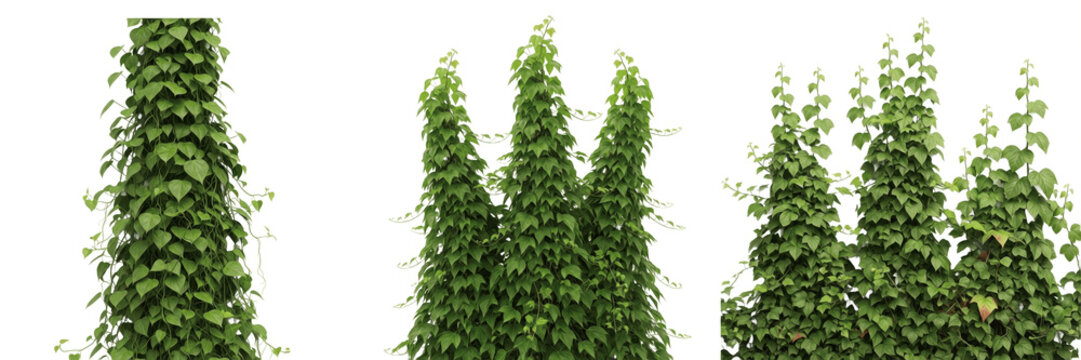 Set and collection of lush green ivy climbing plant wall creepers foliage garden botanical nature element isolated on white transparent png background