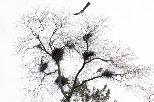 View of grey herons nesting in a bare tree with one bird flying against a white sky in Mulhouse, Grand Est, France.