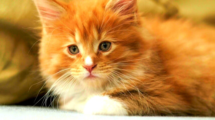 Close-up of a cute ginger and white Maine Coon kitten with expressive eyes and long whiskers. High-quality stock photo, perfect for pet blogs, web design, or animal lovers. © AHMED BADAWY