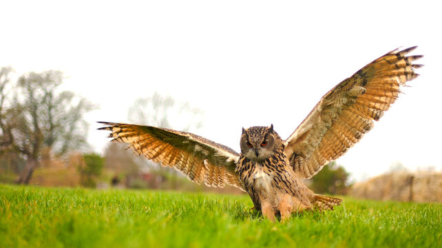 Majestic eagle owl landing on vibrant green grass with its massive wings wide open. Powerful bird of prey action shot. Premium wildlife nature stock photography