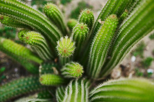 Close up of a Peanut Cactus (Echinopsis chamaecereus)