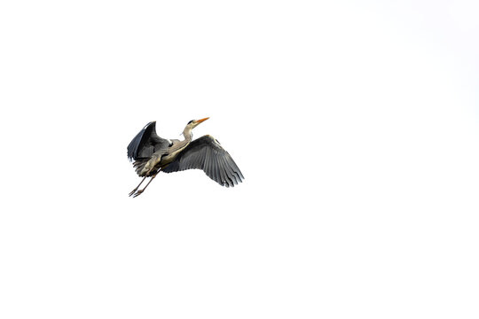 View of a grey heron in flight with its wings spread against a bright white sky in Mulhouse, Grand Est, France.