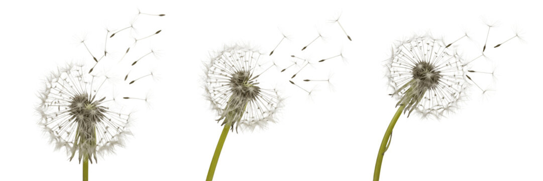 Set and collection of delicate dry dandelion flower seeds blowing scattering in the wind abstract fragile nature concept isolated on white transparent png background