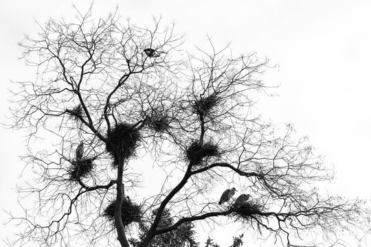 View of several herons perched in large nests among the bare branches of a tree against a bright sky in Mulhouse, Grand Est, France.