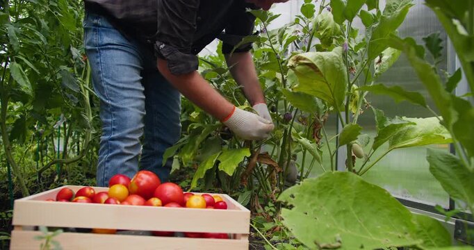 Farmer collecting ripe tomatoes in greenhouse aisle, wooden crate with seasonal vegetables. Farm to table concept