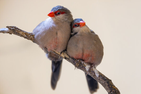 View of two red-browed finches perched closely together on a wooden branch against a soft neutral background Mulhouse, Grand Est, France.