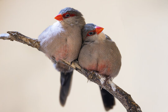 View of two red-browed finches perched closely together on a thin wooden branch against a soft neutral background in Mulhouse, Grand Est, France.