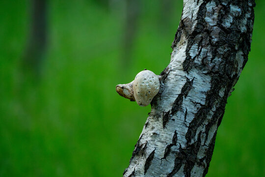 Bracket fungus growing on a birch tree trunk in forest