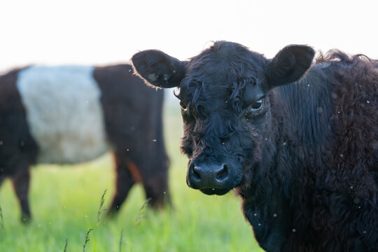 Black calf stands beside another young belted galloway in meadow
