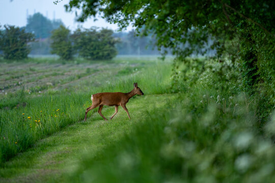 Roe deer walks across grassy pasture on a misty morning