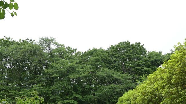 雨に濡れる新緑