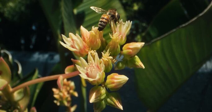Bumble bee on yellow flowers - closeup slow motion shot