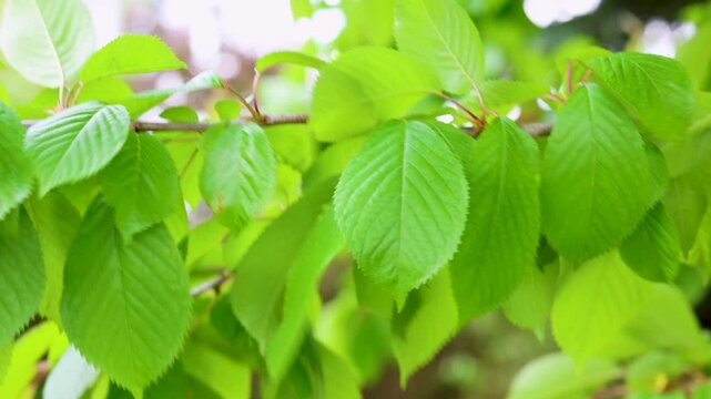 A cherry tree branch extends into the frame with fresh leaves and an early developing fruit. The serrated leaves catch the light and reveal their spring texture