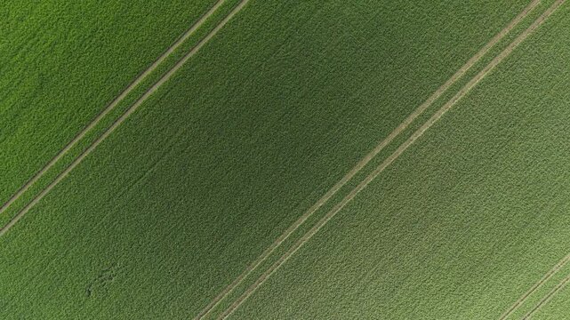 Aerial View of Green Farmland Field with Diagonal Tractor Tracks
