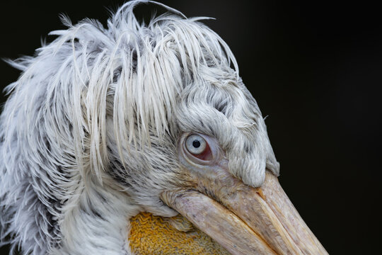 View of a Dalmatian pelican head with curly white feathers and a blue eye against a dark background in Mulhouse, Grand Est, France.