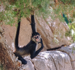 Black-handed spider monkey looking at camera while perched on a tree branch with lush green leaves © River Key Photos